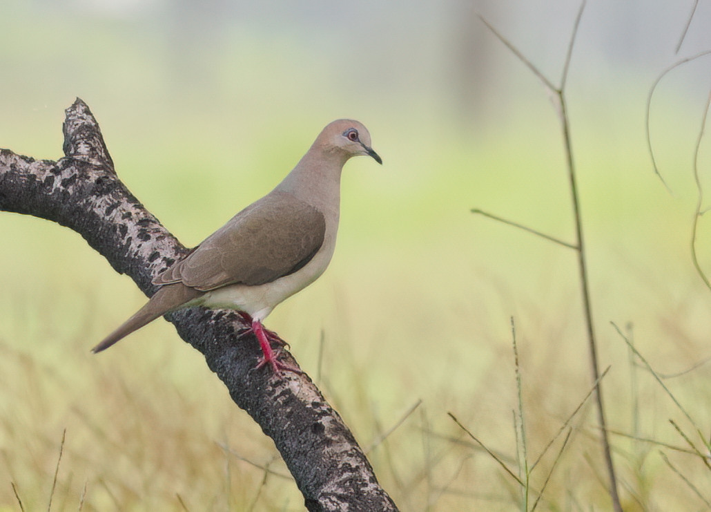 image White-tipped Dove